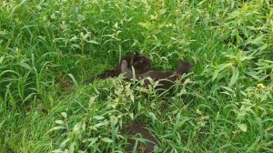 Хорошо на газоне.