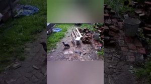 ручная серая ворона Каркуша 2 часть