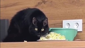 Смешные котики для отличного настроения!  🐱 🐱  🐱Приколы с котиками!