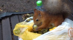 Белки и орехи. Зарисовка