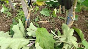 Баклажаны в середине августа