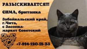 Пропала кошка! СИМА, британка. Забайкальский край, г.Чита.