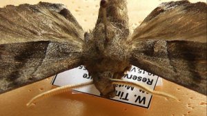 БРАЖНИКИ: 567. Polyptychus claudiae