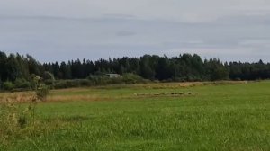 Овцы на полях Ленинградской области
