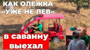 Как Олежка "уже не лев" в саванне какашки убирал после себя, 30 августа