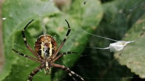 Паук похожий на пчелу поймала добычу