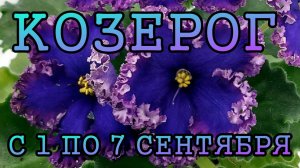 КОЗЕРОГ таро прогноз на неделю с 1 по 7 СЕНТЯБРЯ 2025 года.