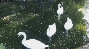 Лебеди в Руане, Франция.
