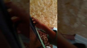 прогулка с котом 🐈