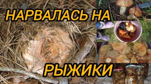 ЦЕЛОЕ ВЕДРО РЫЖИКОВ