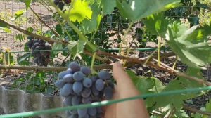 25-29 августа 2025