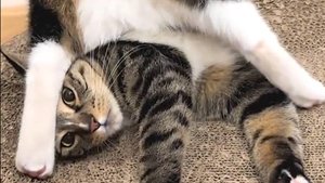 Смешные котики для отличного настроения!  🐱 🐱  🐱Приколы с котиками!