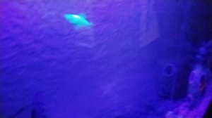 У МЕНЯ НОВАЯ МОРСКАЯ УЛИТКА 🐌 И О НА САМАЯ МАЛЕНЬКАЯ УЛИТОЧКА 🐌