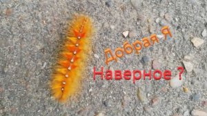 Гусеничка. В стиле Оранж.