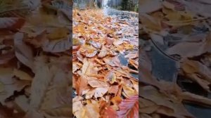 Прощается с нами