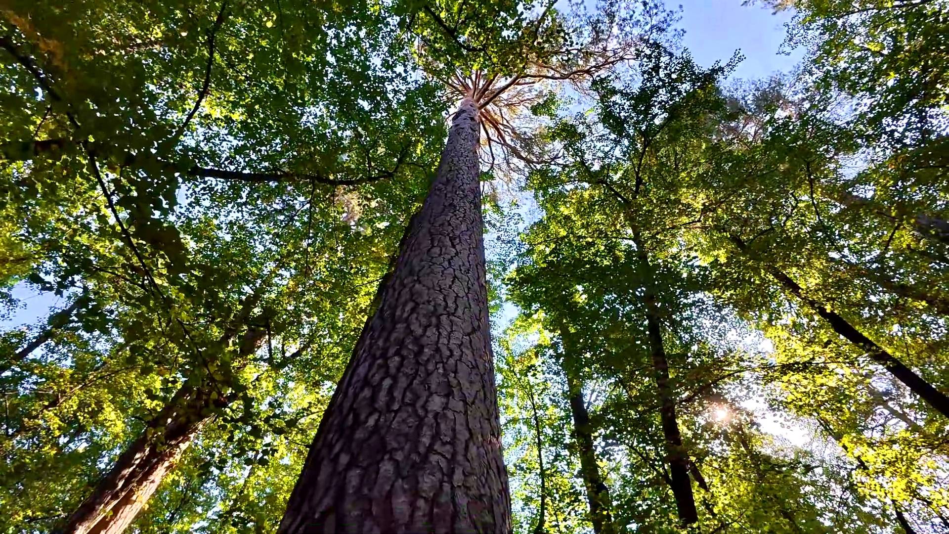 Бузулукский бор 1 часть. Таксист не прав. С настила не сходить. Сосна 32 метра.