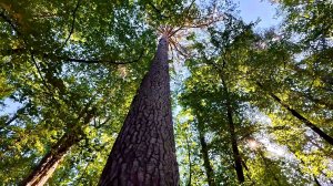 Бузулукский бор 1 часть. Таксист не прав. С настила не сходить. Сосна 32 метра.