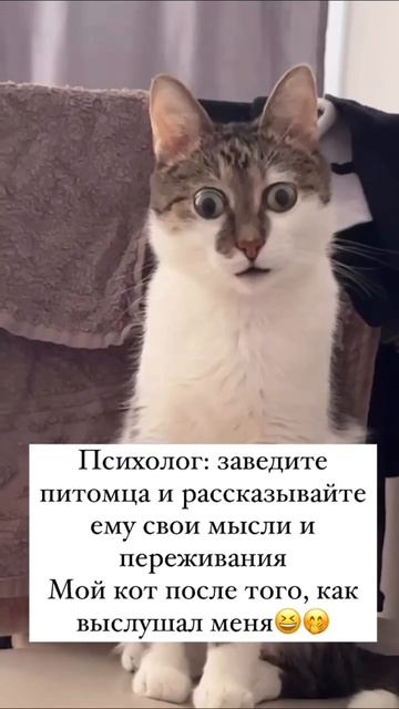 кот в шоке