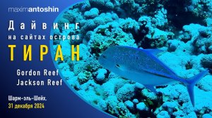 Дайвинг на сайтах острова Тиран. Gordon. Jackson. С дайвинг-центром "Дельфин". Шарм-эль-Шейх. 31.12