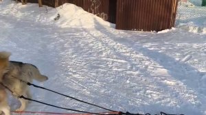 2 хаски упряжка