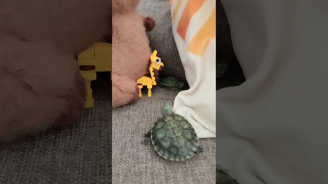 Приключение крока 2 сезон 6 серия