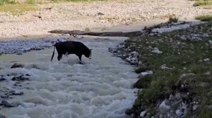 Переправа быка через реку Адыр-Суу, август 2025.mp4