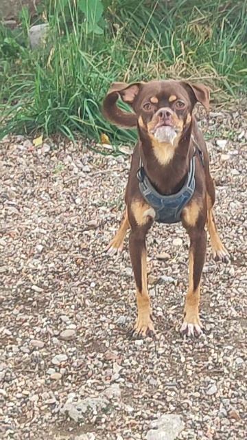 Зоогостиница Стерлитамак   Передержка. Атлант пенится на эмоциях