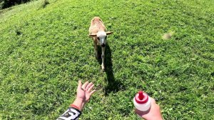 Куда они пропали? Кто-то их утащил !? ХУТОР В ЛЕСУ №790