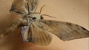 БРАЖНИКИ: 569. Polyptychus herbuloti