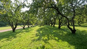 Коломенское | Москва2025 | выходные в Москве | парк Коломенское