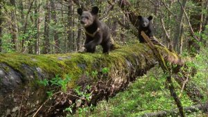 Мои медведи Гималайцы - 2025 (08)