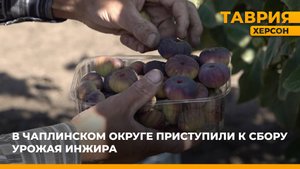 В Чаплинском округе приступили к сбору урожая инжира