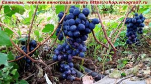 Виноград 6-7.08. 25- Герцог. Огромные ягоды как тенисные мячики, крупные грозди, ранний, вкусный