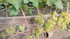 Виноград Красноярска. Сергей Будрис. Продажа саженцев и урожая.8-902-980-79-86.