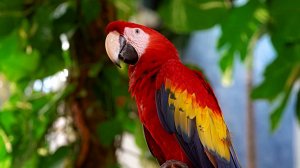 Звуки природы. Лес. Птицы. Пение Попугаев в джунглях для расслабления