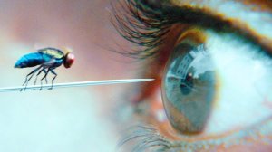 Он ВОЗРОДИЛСЯ в виде БОЕВОЙ МУХИ в поисках МЕСТИ! | КРАТКИЙ ПЕРЕСКАЗ ФИЛЬМА