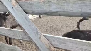 Северные олени в селе Териберка