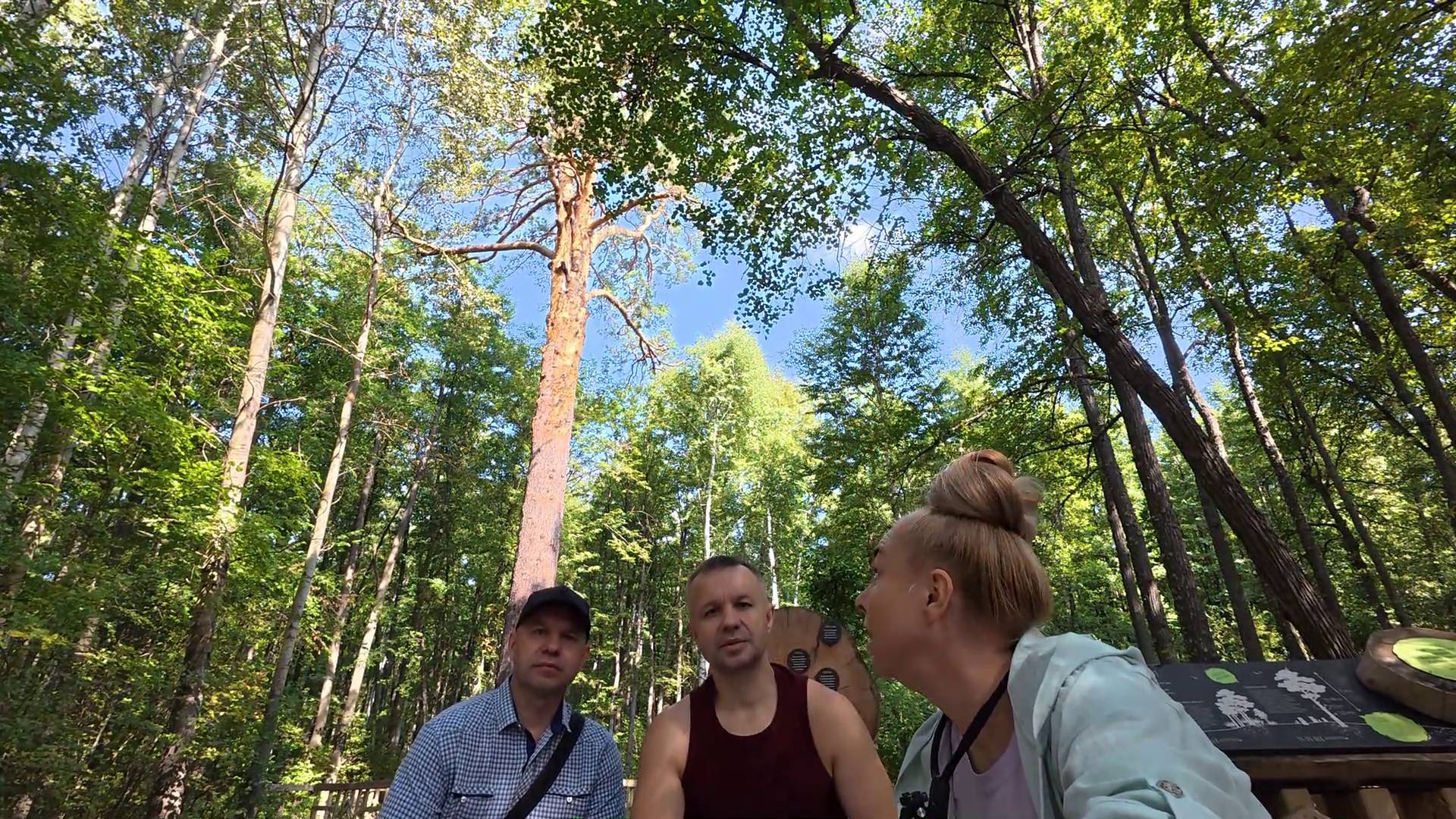 Бузулукский бор 2 часть. Сосна обыкновенная (Pinus sylvestris L.) 350 лет. Деревья не обнимать.