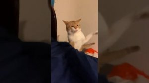 СМЕШНЫЕ ВИДЕО 😆🙂