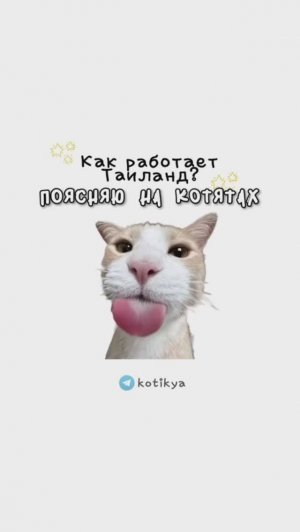 КОТЯТА ПОЯСНЯЮТ / Как работает Шаурмечная? / Как работает Тарелочница? / Как работает Тайланд?