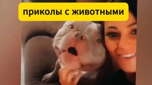ПРИКОЛЫ С ЖИВОТНЫМИ ДО СЛЕЗ Смешные КОТЫ 2025 | Funny ANIMALS video