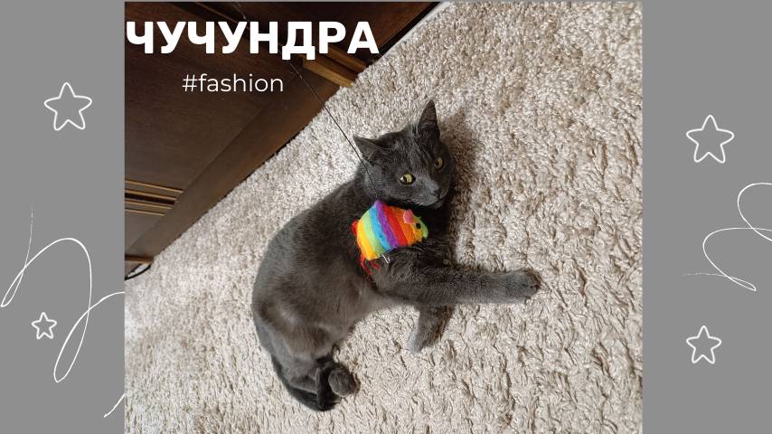 Чучундра - королева кошачьих лежанок)) смотреть онлайн