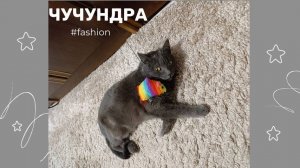 Чучундра - королева кошачьих лежанок))