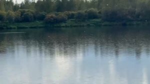 Ловля хищника со сломанным уделище! Часть 2(