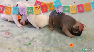 Французский бульдог д. р 27.07.25г