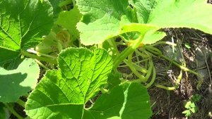 ОБЗОР  Дозревают последние кабачки     ПОДПИШИСЬ