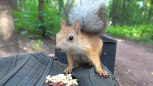 Немного о Балерине