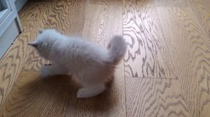 Котенок породы рэгдолл Фридолин.mp4