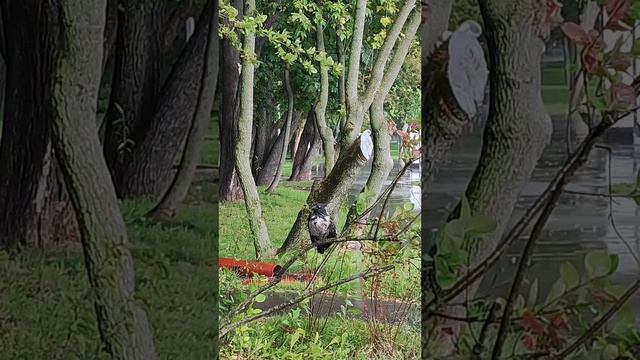 Ворона, дождь, солнышко и зёрнышко... смотреть онлайн