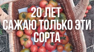 Супер Урожай Помидоров Самые Проверенные Сорта Помидоров